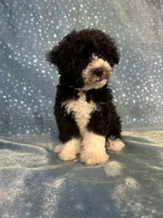Male Schnoodle 2347, a male Schnoodle for sale in Joice, IA – 7 of 9