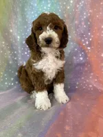 Male Bichon Poo 2324, a male Bichpoo for sale in Joice, IA – 9 of 10