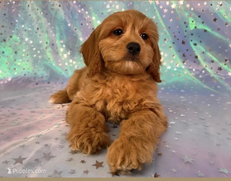 Female cockapoo 2251 