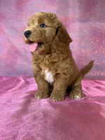 Male Bichon poodle 2335, a male Bichpoo for sale in Joice, IA – 4 of 10