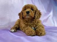 Female Cockapoo 2307, a female Cockapoo for sale in Joice, IA – 5 of 8