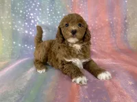Female Bichon poo 2322 , a female Bichpoo for sale in Joice, IA – 9 of 10