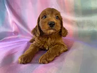 Male Mini Goldendoodle 2326 , a male Miniature Goldendoodle for sale in Joice, IA – 7 of 10