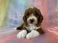 Male Bichon Poo 2324, a male Bichpoo for sale in Joice, IA – 2 of 10