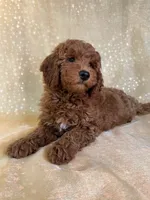 Male mini Goldendoodle 2301 , a male Miniature Goldendoodle for sale in Joice, IA – 2 of 4
