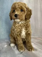 Female Bichon Poo 2400, a male Schnoodle for sale in Joice, IA – 7 of 10