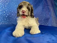 Female Cockapoo 2314, a female Cockapoo for sale in Joice, IA – 8 of 10