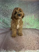 Female Cockapoo 1, a female Miniature Goldendoodle for sale in Joice, IA – 6 of 6