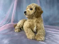 Male Bichon poo 2357, a male Bichpoo for sale in Joice, IA – 3 of 9