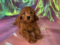 Female Mini Goldendoodle 2343, a female Miniature Goldendoodle for sale in Joice, IA – 5 of 9