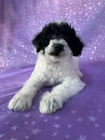 Male Schnoodle 2296, a male Schnoodle for sale in Joice, IA – 5 of 7