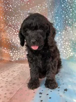 Female Poodle 2381, a female Poodle - Miniature  for sale in Joice, IA – 8 of 9