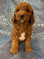 Female Cockapoo 2390, a female Cockapoo for sale in Joice, IA – 8 of 10