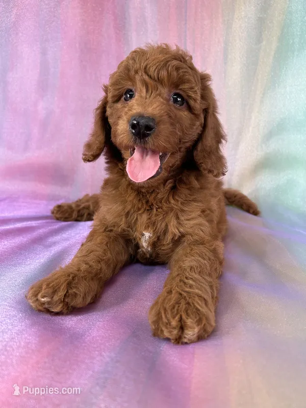 Female Mini Goldendoodle 2329 – Miniature Goldendoodle puppy for sale in Joice, IA