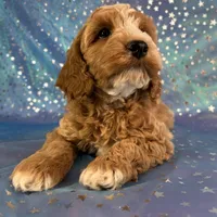 Male Cockapoo 2258, a male Cockapoo for sale in Joice, IA – Photo 3 of 10