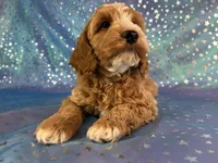 Male Cockapoo 2258, a male Cockapoo for sale in Joice, IA – Photo 3 of 10