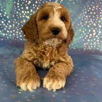 Male Cockapoo 2258, a male Cockapoo for sale in Joice, IA – Photo 5 of 10