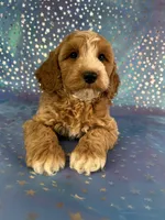 Male Cockapoo 2258, a male Cockapoo for sale in Joice, IA – Photo 5 of 10