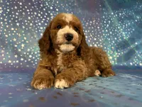 Male Cockapoo 2258, a male Cockapoo for sale in Joice, IA – Photo 7 of 10