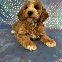 Male Cockapoo 2258, a male Cockapoo for sale in Joice, IA – Photo 8 of 10