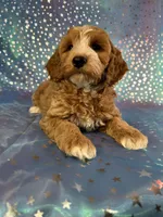 Male Cockapoo 2258, a male Cockapoo for sale in Joice, IA – Photo 8 of 10