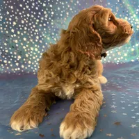 Male Cockapoo 2258, a male Cockapoo for sale in Joice, IA – Photo 4 of 10