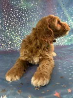 Male Cockapoo 2258, a male Cockapoo for sale in Joice, IA – Photo 4 of 10