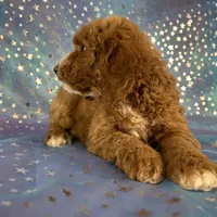 Male Cockapoo 2258, a male Cockapoo for sale in Joice, IA – Photo 9 of 10