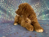 Male Cockapoo 2258, a male Cockapoo for sale in Joice, IA – Photo 9 of 10