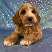 Male Cockapoo 2258, a male Cockapoo for sale in Joice, IA – Photo 6 of 10