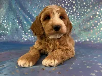 Male Cockapoo 2258, a male Cockapoo for sale in Joice, IA – Photo 6 of 10