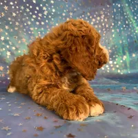 Male Cockapoo 2258, a male Cockapoo for sale in Joice, IA – Photo 2 of 10