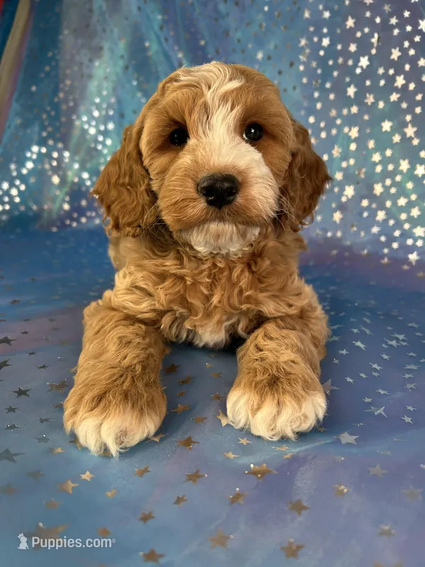 Male Cockapoo 2258, a male Cockapoo for sale in Joice, IA – Photo 1 of 10