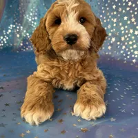 Male Cockapoo 2258, a male Cockapoo for sale in Joice, IA – Photo 1 of 10
