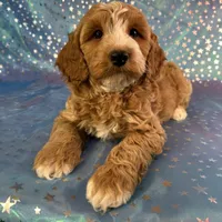 Male Cockapoo 2258, a male Cockapoo for sale in Joice, IA – Photo 10 of 10