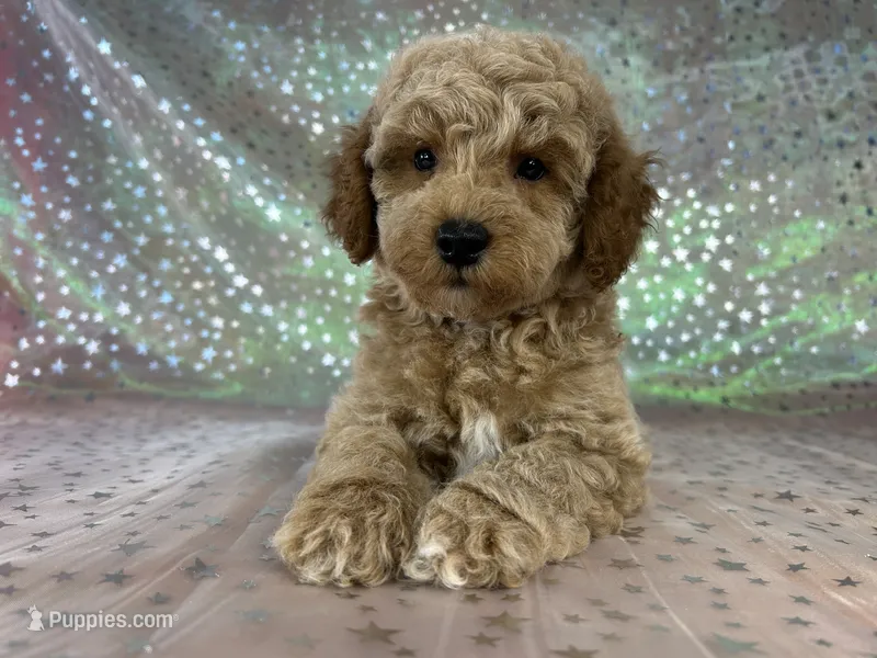 Male Bichon poo 2340 – Bichpoo puppy for sale in Joice, IA
