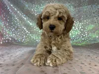 Male Bichon poo 2340, a male Bichpoo for sale in Joice, IA – 1 of 8