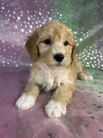 Male poodle 2383, a male Poodle - Miniature  for sale in Joice, IA – 7 of 9