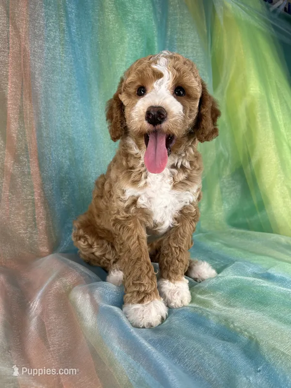 Male Bichon Poo 2333 – Bichpoo puppy for sale in Joice, IA