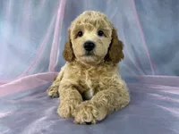 Male Bichon poo 2357, a male Bichpoo for sale in Joice, IA – 5 of 9