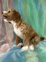 Male Bichon Poo 2333, a male Bichpoo for sale in Joice, IA – 4 of 10