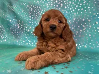Female Mini Goldendoodle 2310 , a female Miniature Goldendoodle for sale in Joice, IA – 10 of 10