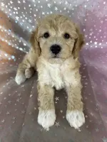 Male poodle 2383, a male Poodle - Miniature  for sale in Joice, IA – 1 of 9