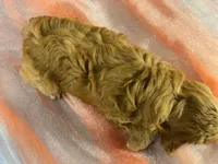Male Schnoodle 2403, a male Schnoodle for sale in Joice, IA – 9 of 9