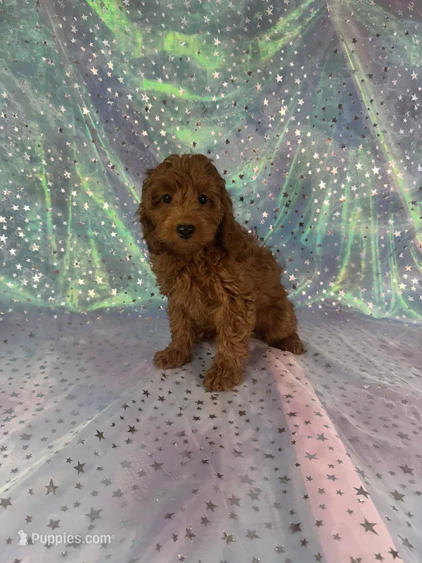 Male mini goldendoodle 2230