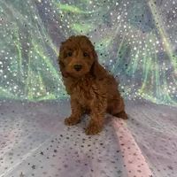 Male mini goldendoodle 2230, a male Miniature Goldendoodle for sale in Joice, IA – Photo 1 of 2