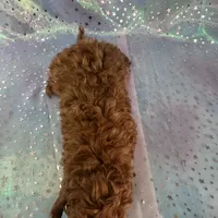 Male mini goldendoodle 2230, a male Miniature Goldendoodle for sale in Joice, IA – Photo 2 of 2