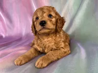 Male Mini Goldendoodle 2328, a male Miniature Goldendoodle for sale in Joice, IA – 2 of 9