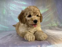 Female mini Goldendoodle 2317 , a female Miniature Goldendoodle for sale in Joice, IA – 3 of 10