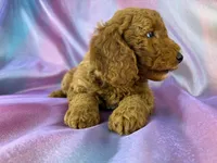 Male Male Mini Goldendoodle 2327, a male Miniature Goldendoodle for sale in Joice, IA – 9 of 10